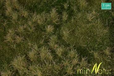 Fertile  meadow low, early fall